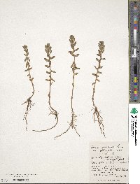 Lysimachia maritima image