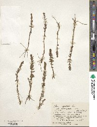 Lysimachia maritima image