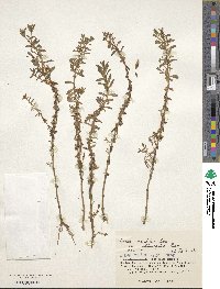 Lysimachia maritima image