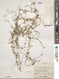 Lysimachia arvensis subsp. arvensis image