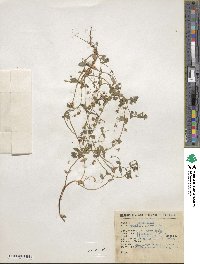 Lysimachia arvensis image