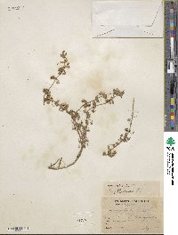 Lysimachia arvensis image