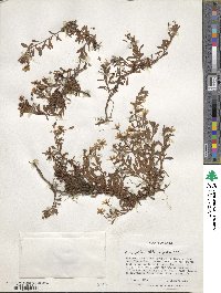 Lysimachia lanceola image