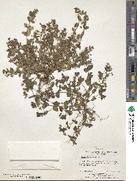 Lysimachia arvensis image