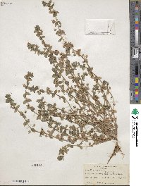 Lysimachia arvensis image