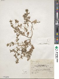 Lysimachia arvensis image