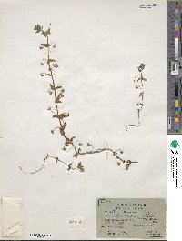 Lysimachia arvensis image