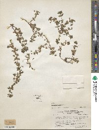 Lysimachia arvensis image