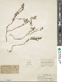 Lysimachia arvensis subsp. arvensis image