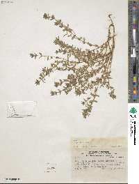 Lysimachia arvensis subsp. arvensis image