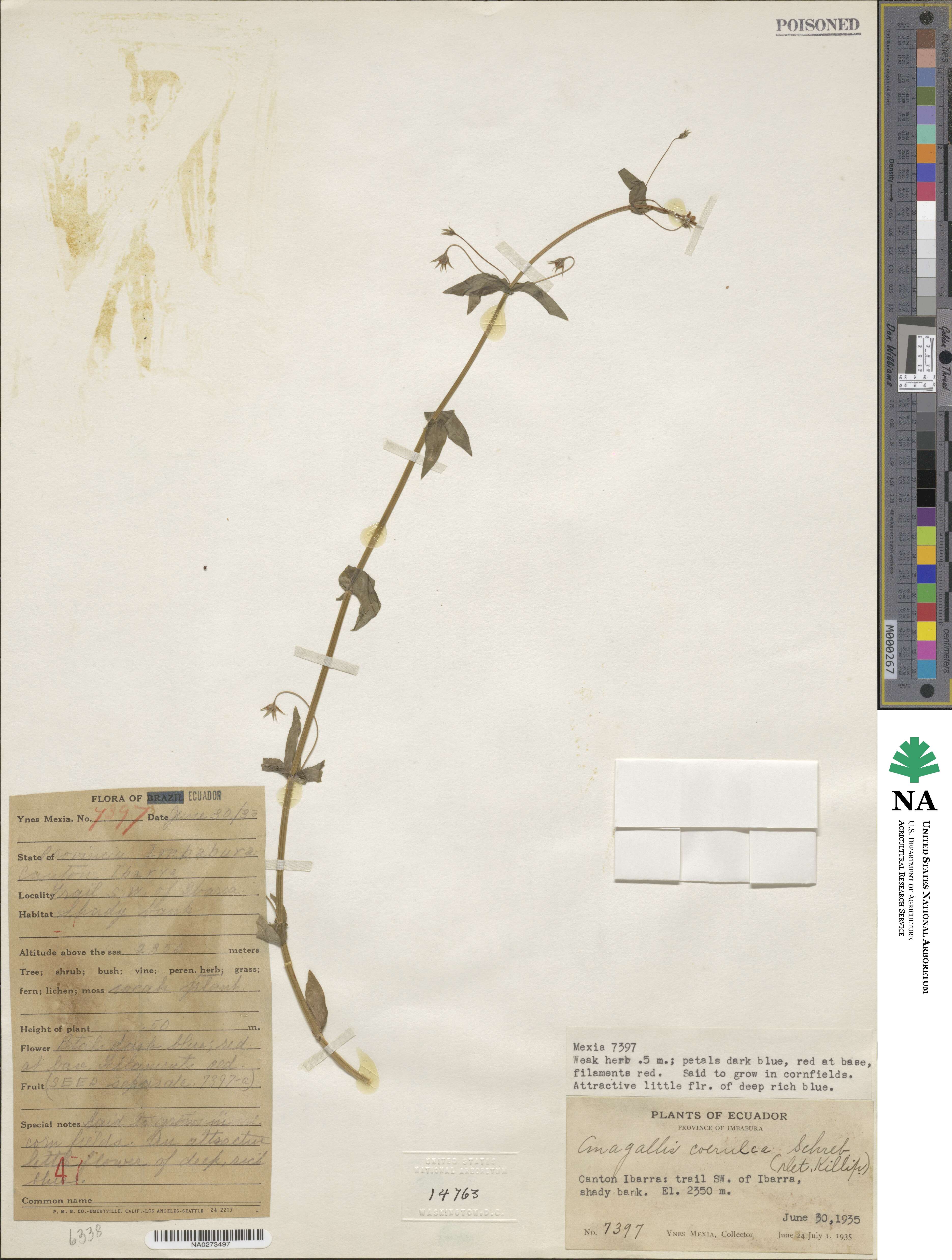 Lysimachia loeflingii image