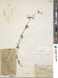 Lysimachia loeflingii image