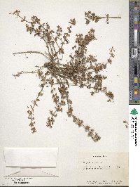 Lysimachia arvensis image