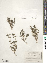 Lysimachia arvensis subsp. arvensis image