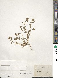 Lysimachia arvensis image