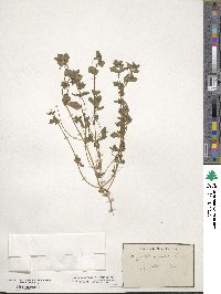 Lysimachia arvensis image