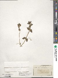 Lysimachia arvensis image