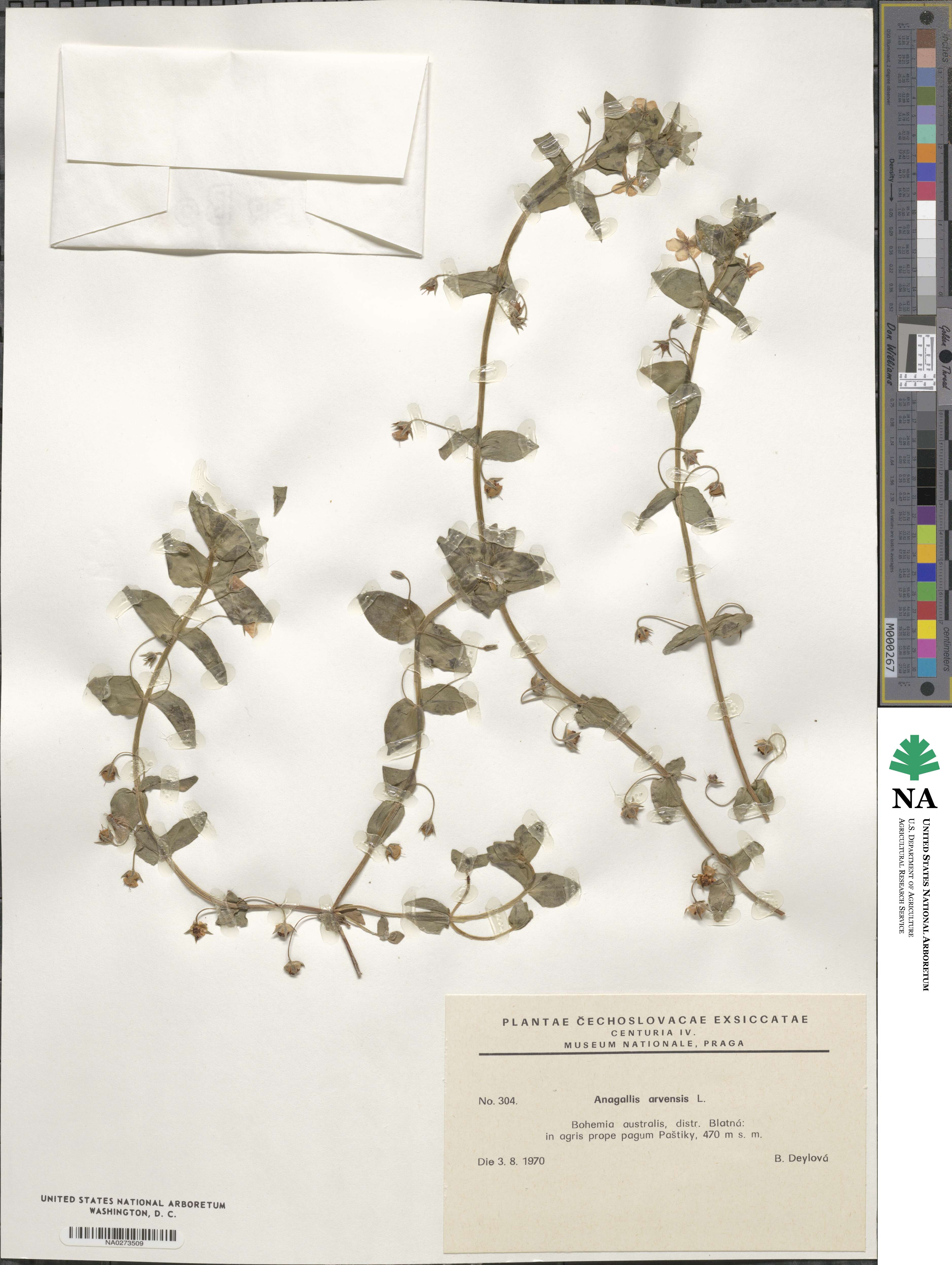 Lysimachia arvensis subsp. arvensis image