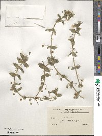 Lysimachia arvensis subsp. arvensis image