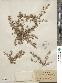 Lysimachia arvensis subsp. arvensis image