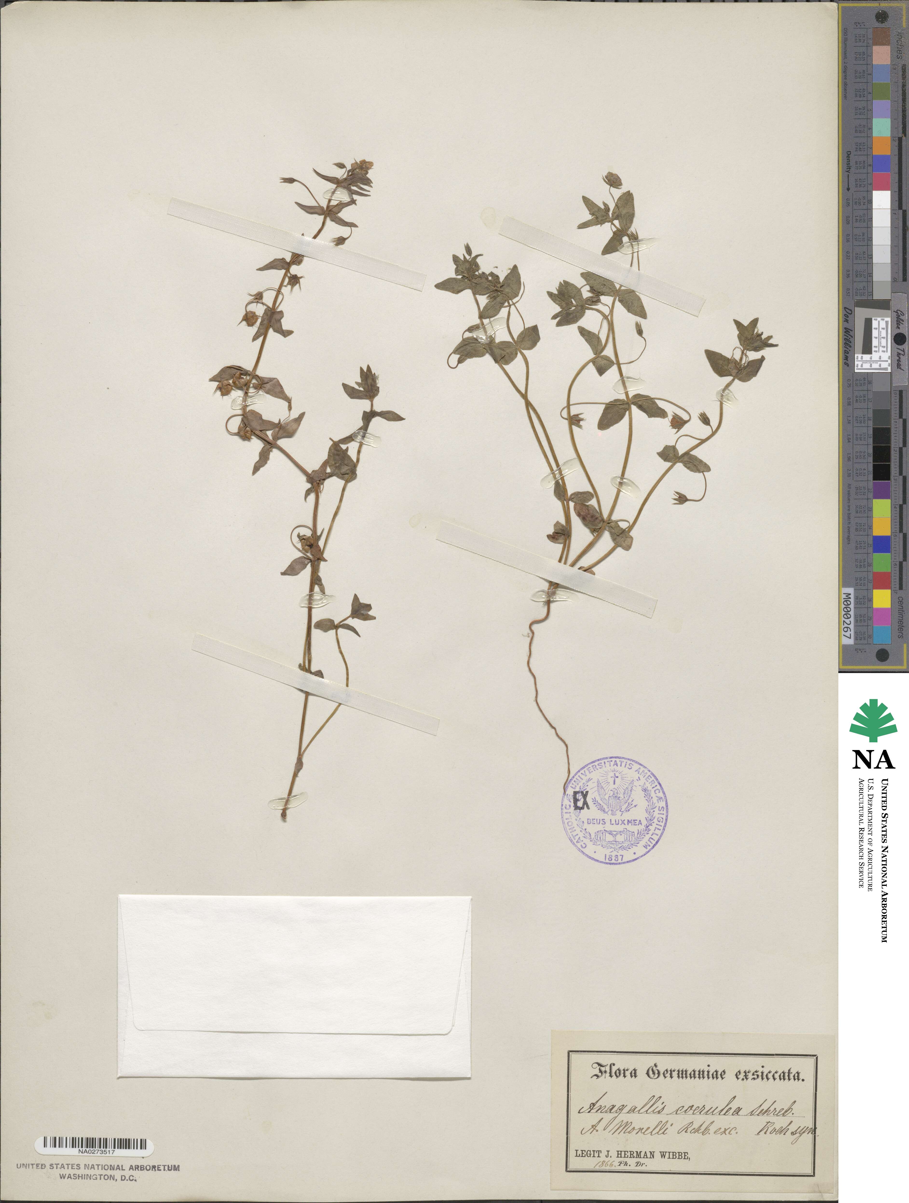 Lysimachia loeflingii image