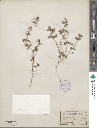 Lysimachia loeflingii image