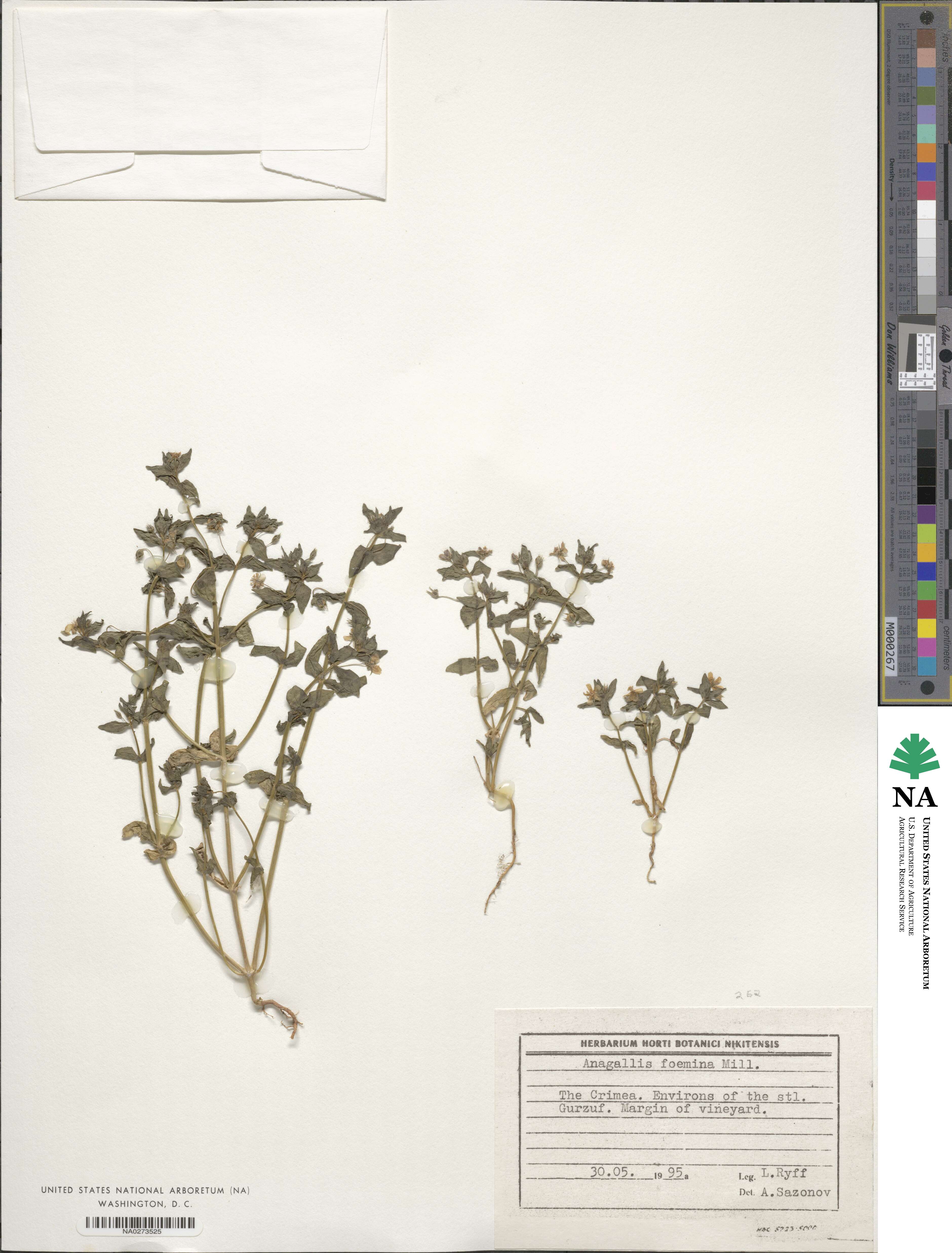 Lysimachia foemina image