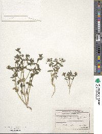 Lysimachia foemina image