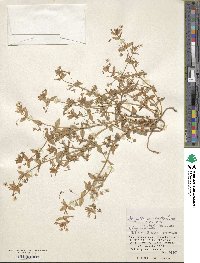 Lysimachia arvensis image