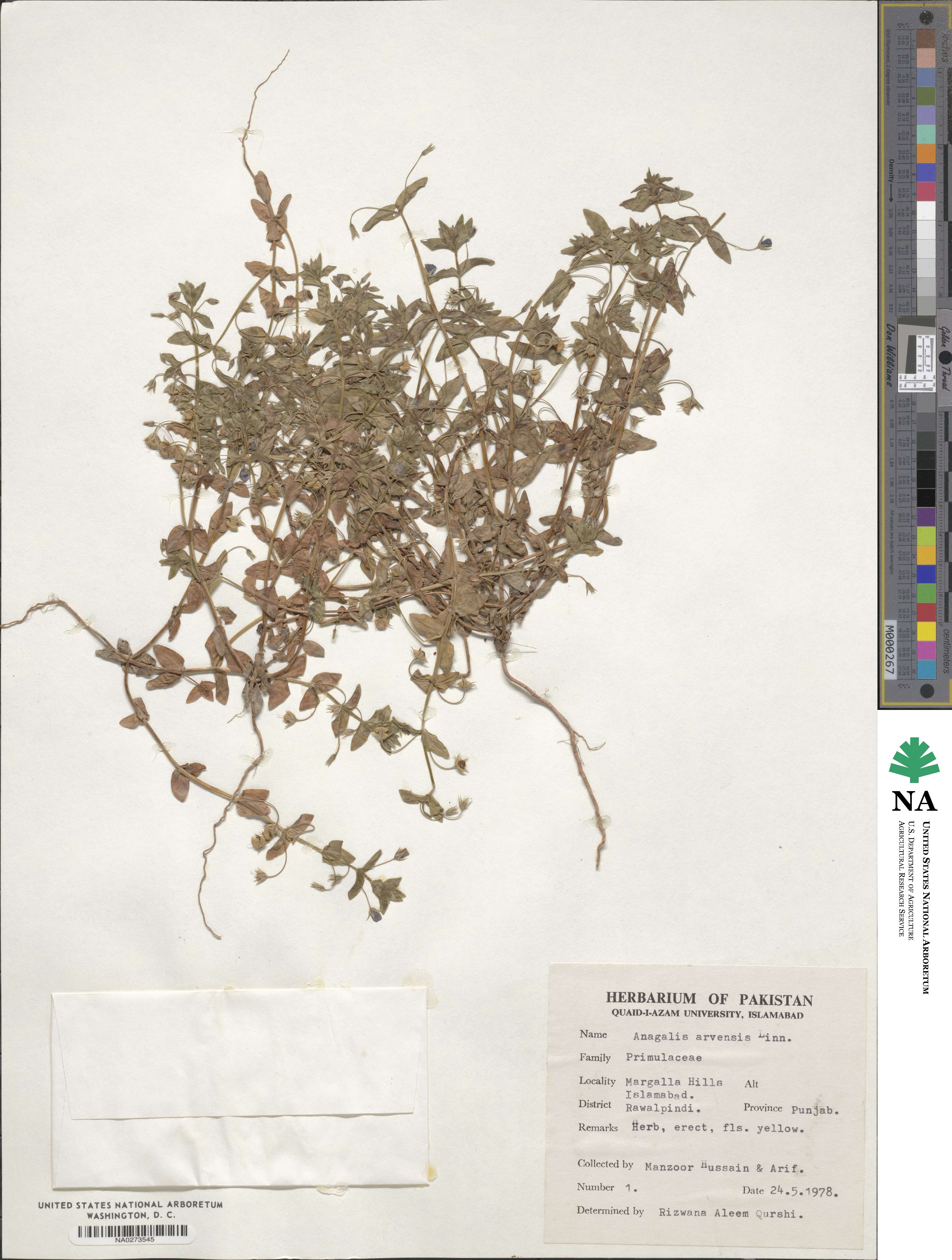 Lysimachia arvensis subsp. arvensis image