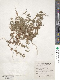 Lysimachia arvensis subsp. arvensis image