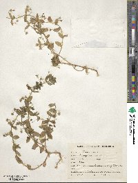 Lysimachia arvensis image