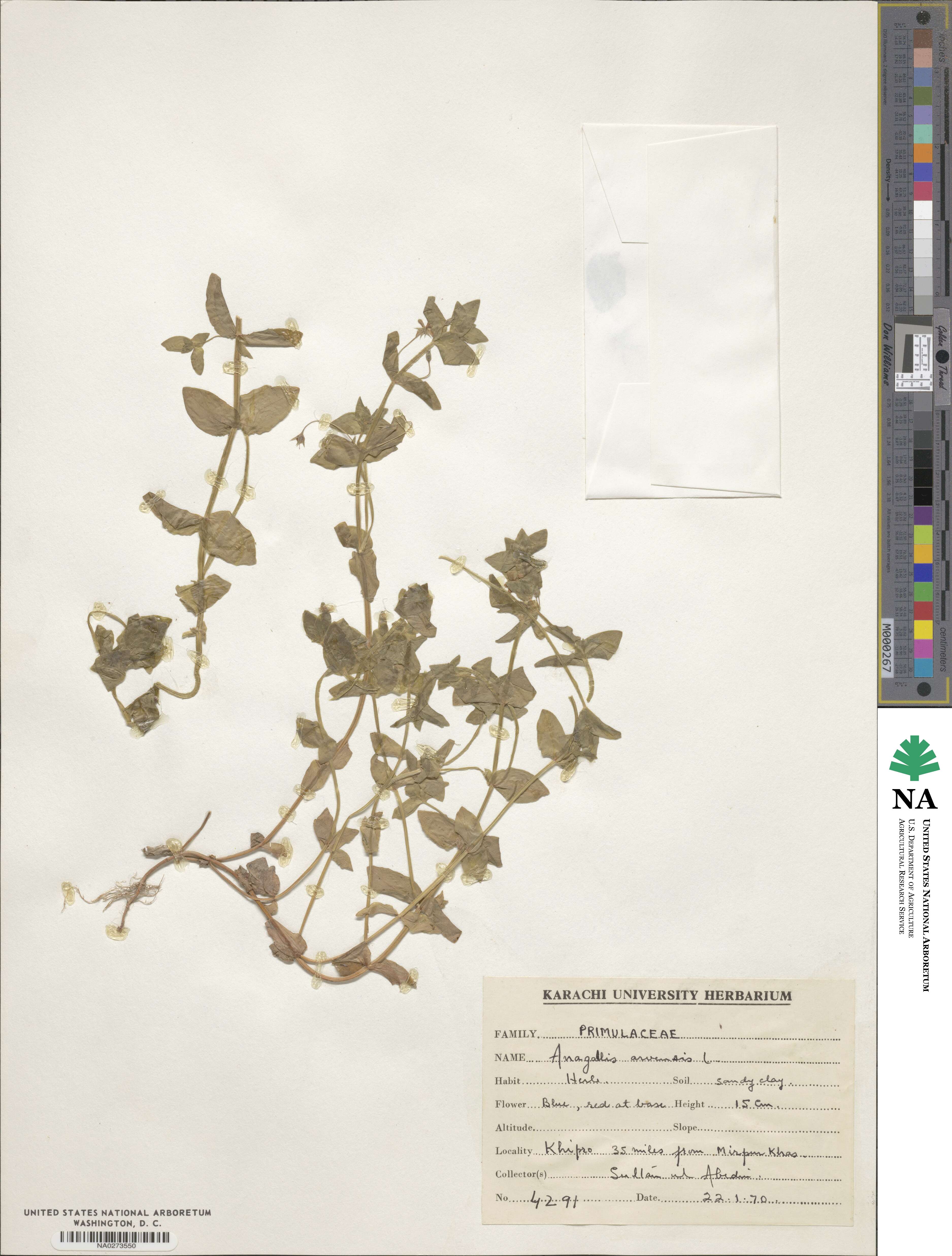 Lysimachia arvensis subsp. arvensis image