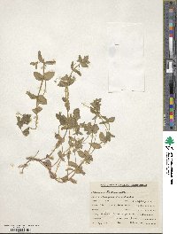 Lysimachia arvensis image