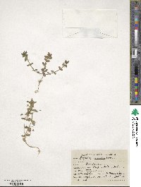 Lysimachia arvensis image