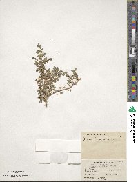 Lysimachia arvensis subsp. arvensis image