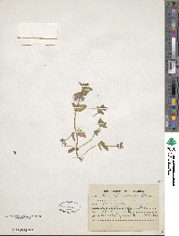 Lysimachia arvensis subsp. arvensis image