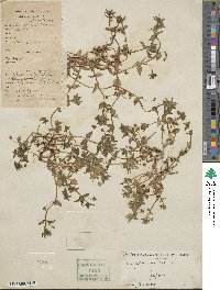 Lysimachia arvensis subsp. arvensis image