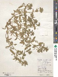 Lysimachia loeflingii image