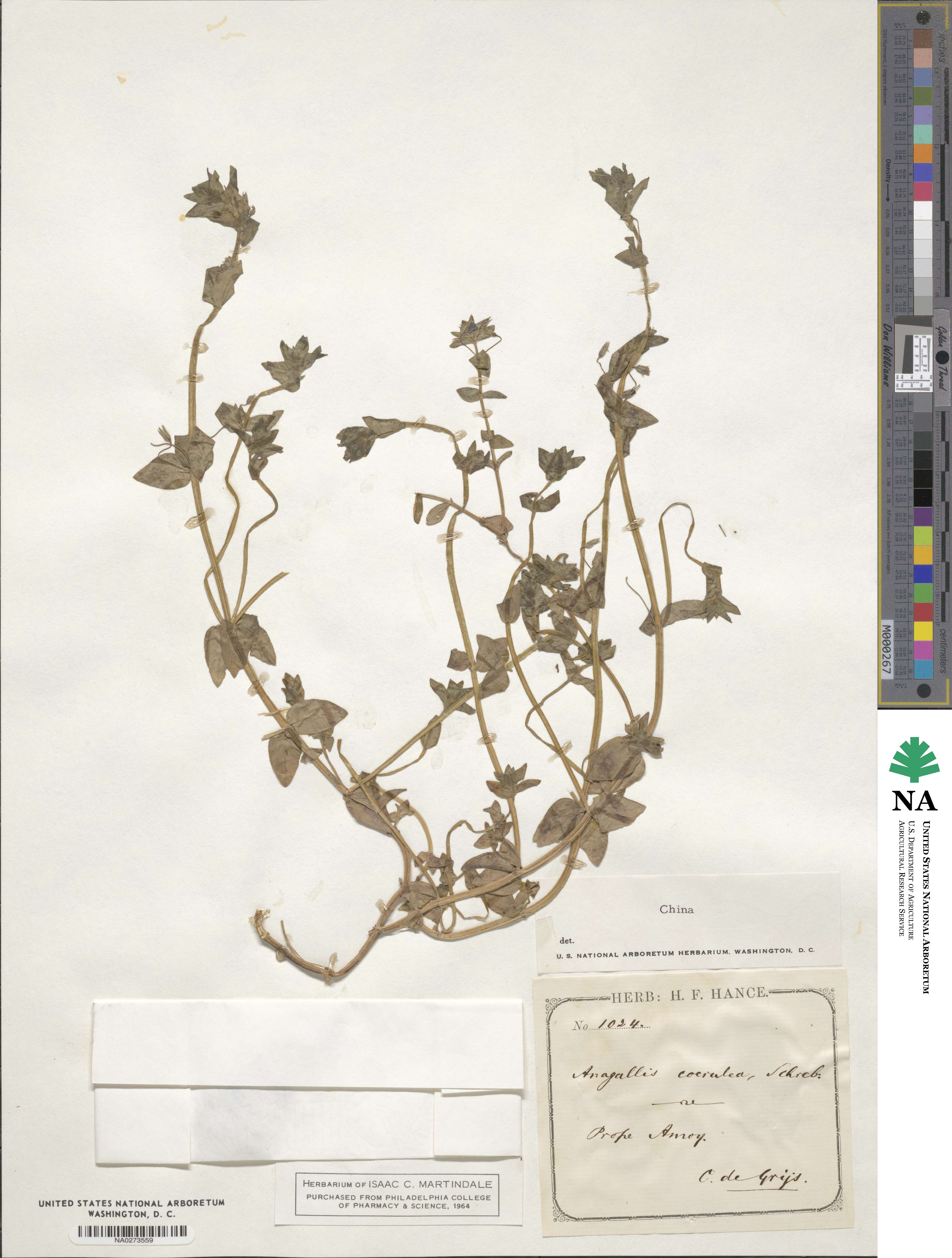 Lysimachia loeflingii image