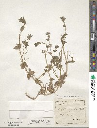 Lysimachia loeflingii image