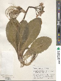 Image of Primula japonica