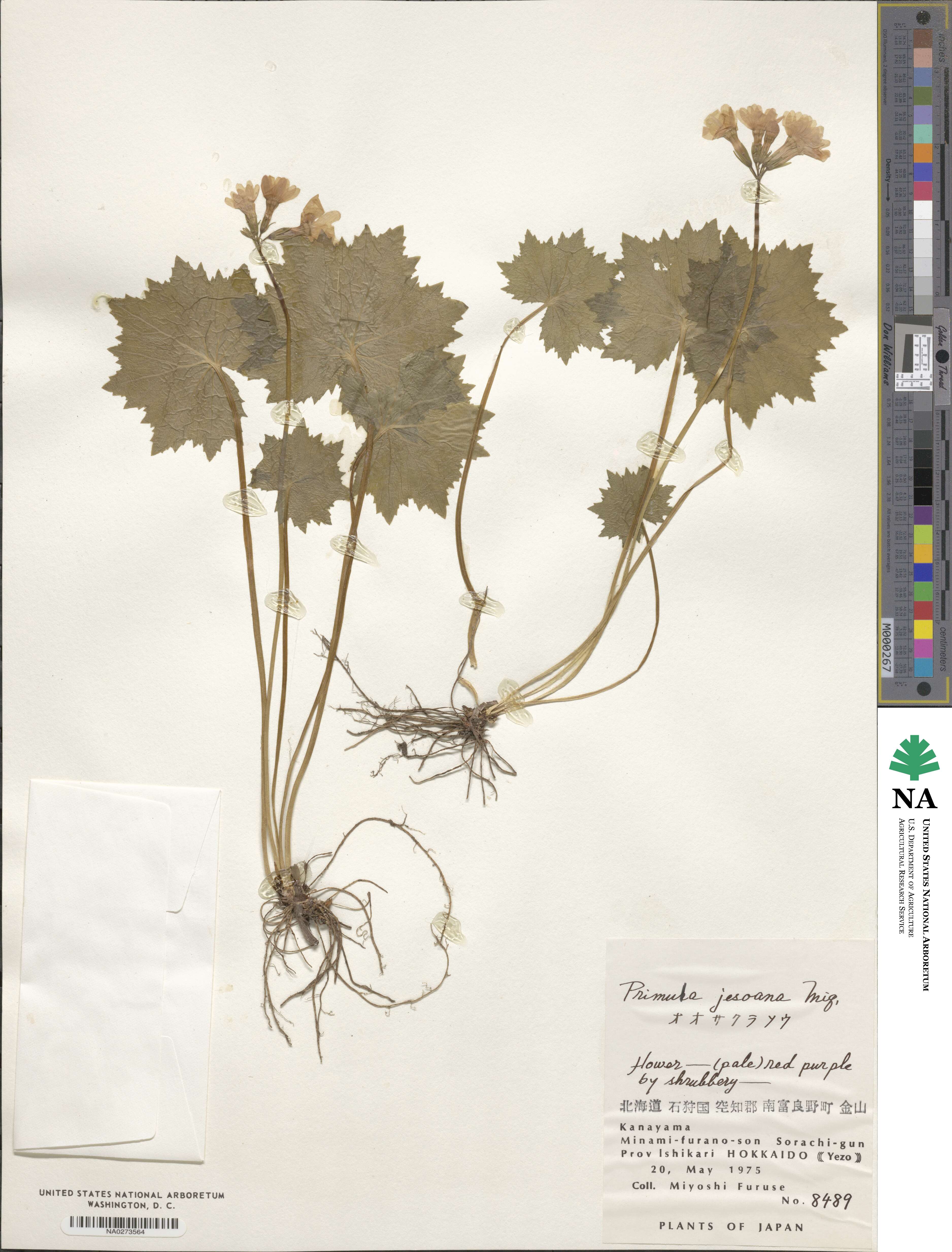 Primula jesoana image