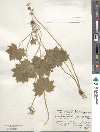 Primula jesoana var. pubescens image