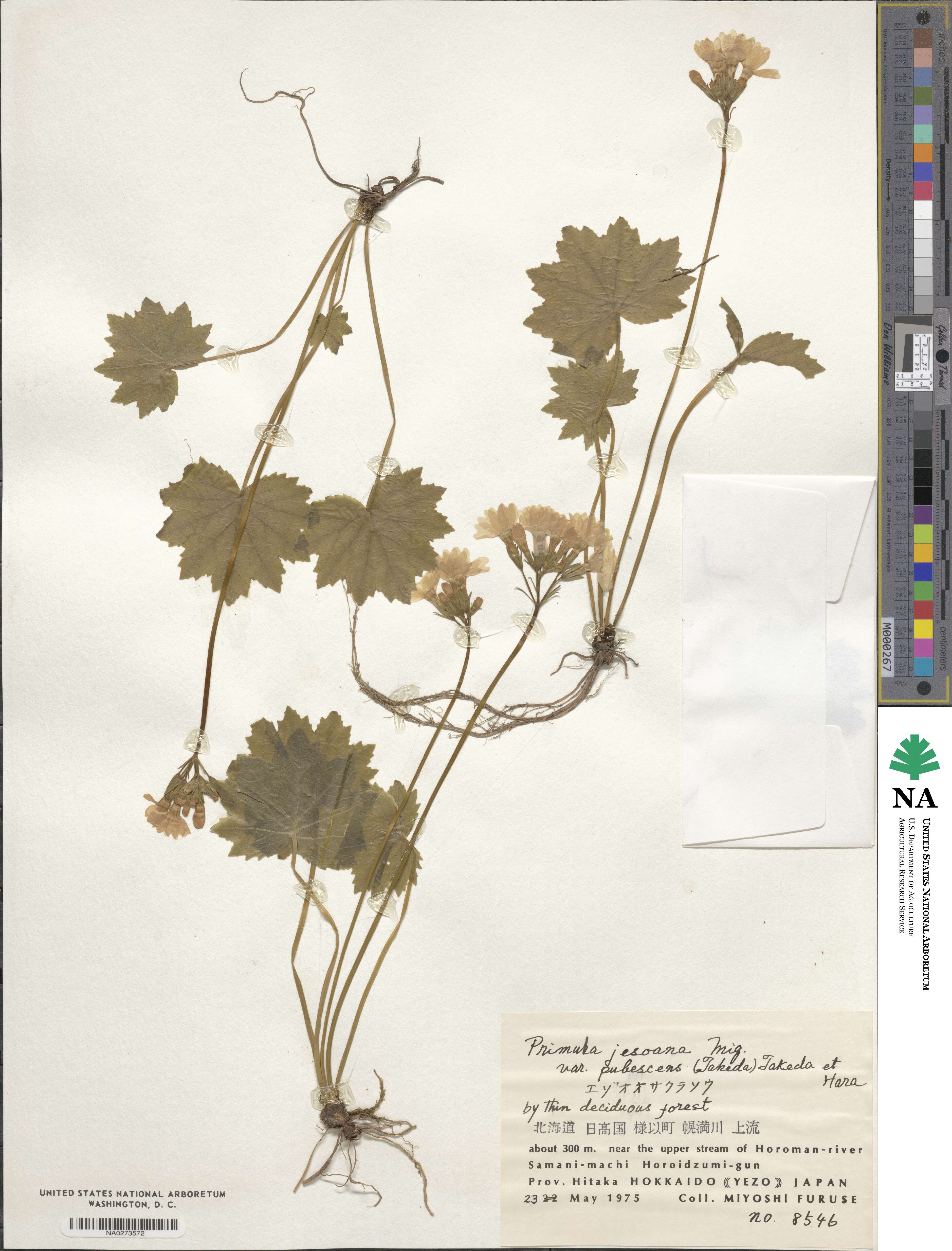 Primula jesoana var. pubescens image