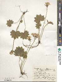 Primula jesoana var. pubescens image