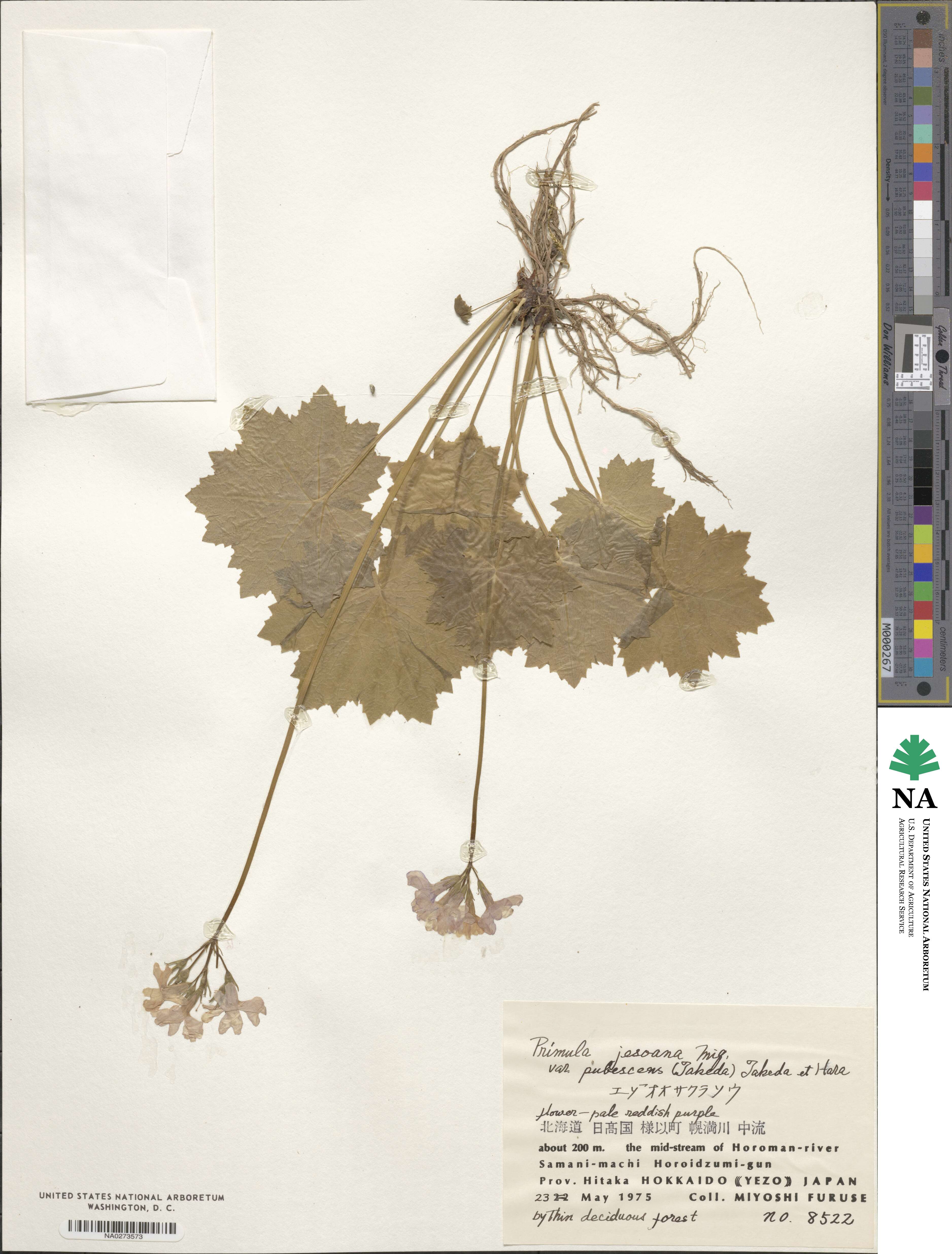 Primula jesoana image