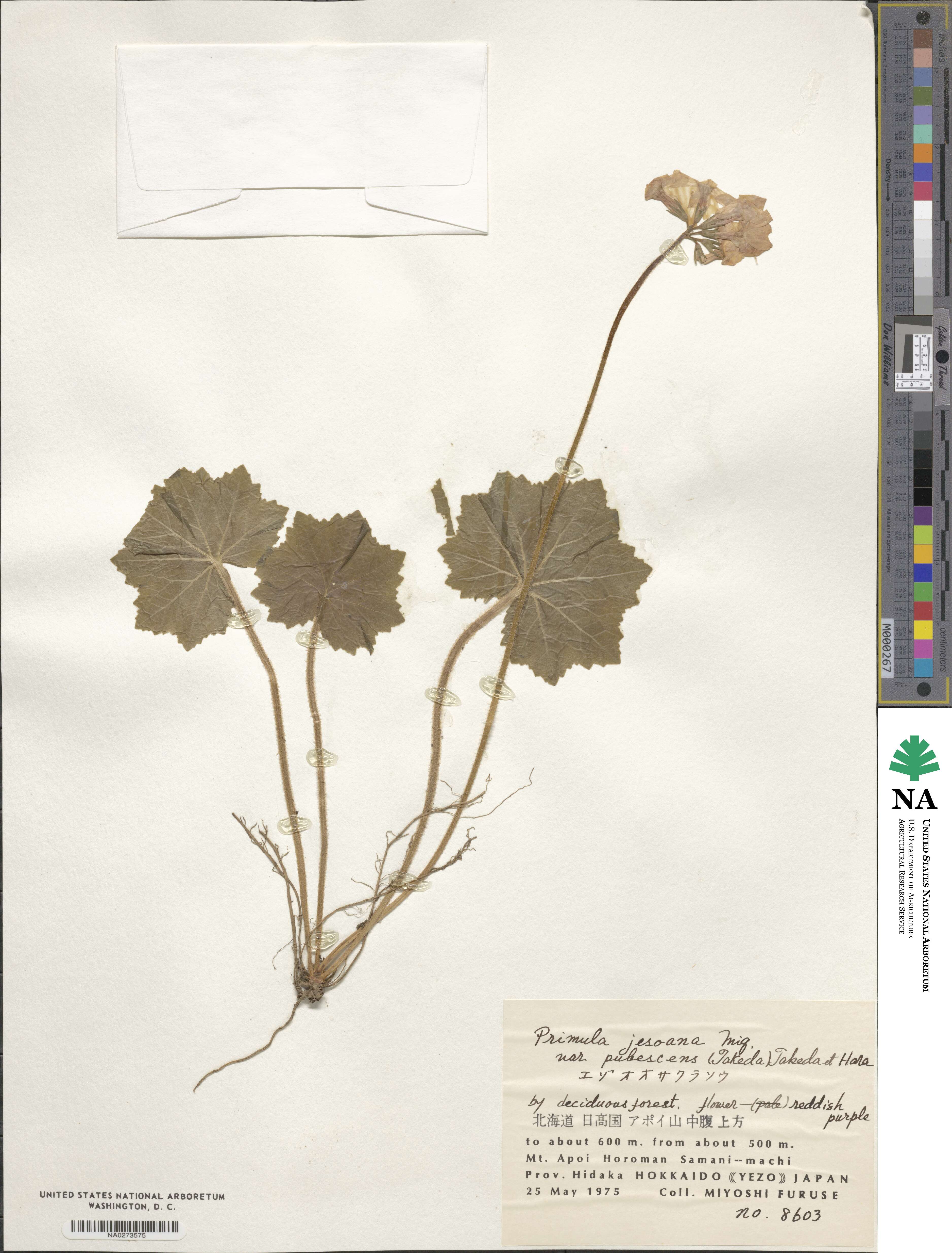 Primula jesoana var. pubescens image