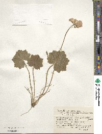 Primula jesoana var. pubescens image