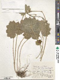 Primula jesoana var. pubescens image